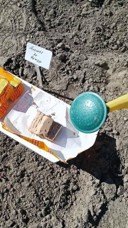 Дешёвая, но эффективная домашняя подкормка для пионов...