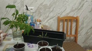 За мной не повторять.Эксперимент.