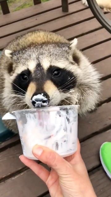 🥰🥰🥰They are soooooo cute смотреть онлайн