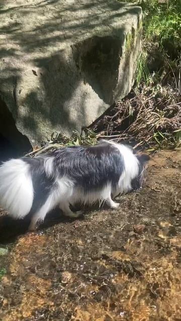 Летние радости: шагать по воде. А для вас какие есть простые радости лета? #психологическаяподдержк смотреть онлайн