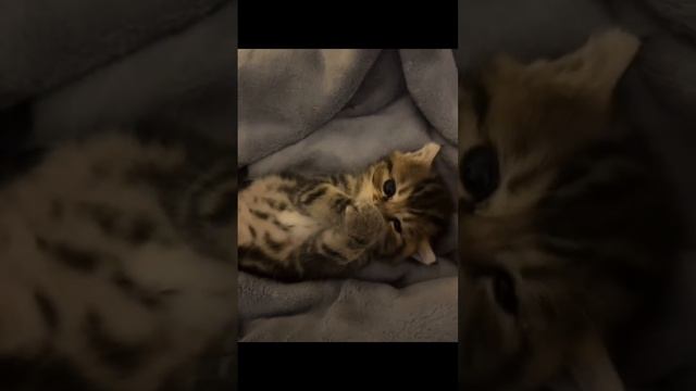 котята❤