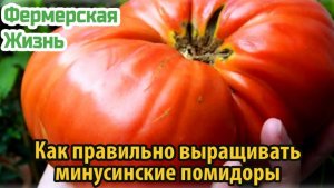 Как правильно выращивать минусинские помидоры