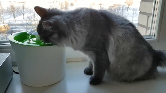 Фонтан для кошек смотреть онлайн