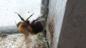 шмель большой шмель насекомое