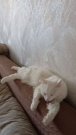 Котик съел рассаду😁