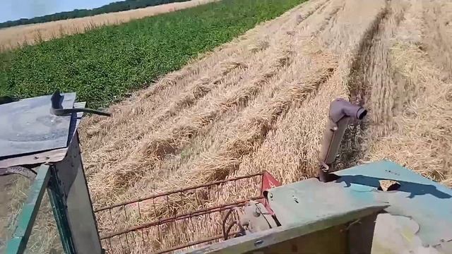 Молотимо пшиницю комбайном Клас Європа 🇺🇦🇺🇦🇺🇦 смотреть онлайн