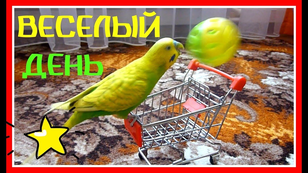 1 МАЯ - ВЕСЕЛЫЙ ДЕНЬ ВОЛНИСТОГО ПОПУГАЯ ТОШИ//КАК ПОПУГАЙ НЕ ДАЕТ НАМ СКУЧАТЬ//зеленый попугайчик TV