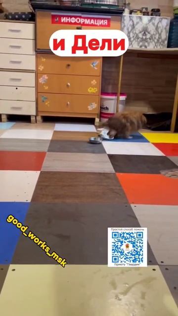 Сбор помощи для Боцмана и Дели продолжается! #приютгвардия