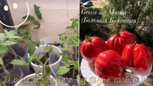 Обзор рассады томатов!