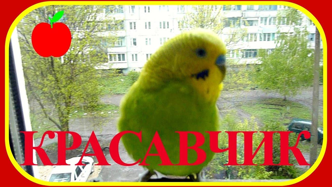 VLOG:Попугай Тоша-КРАСАВЧИК!!!//Красивый волнистый попугай