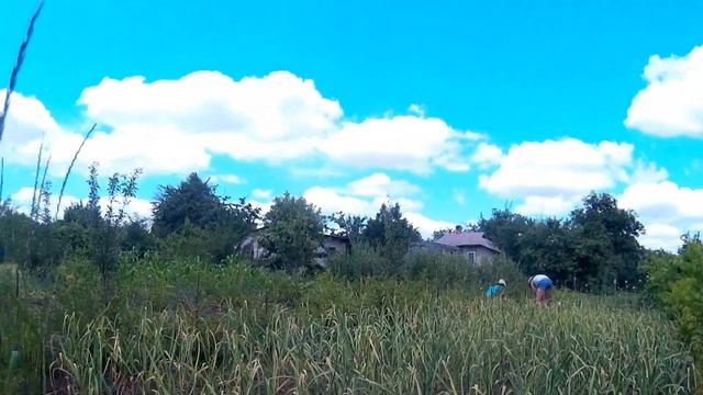 Сбор крыжовника ускоренная съёмка смотреть онлайн