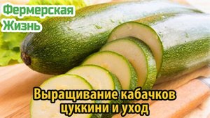 Выращивание кабачков цуккини и уход
