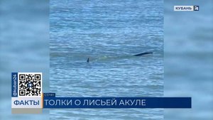 Информация о лисьей акуле недалеко от берега появилась в Сочи