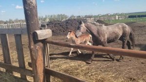 Жеребец работает с Вишней