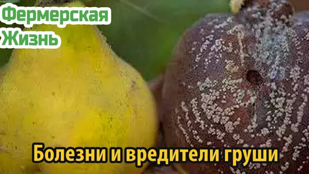Болезни и вредители груши