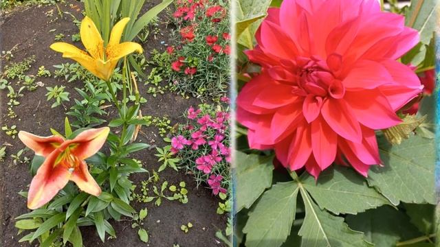 Моя цветущая усадьба 2022 с. Ровное смотреть онлайн