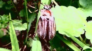 Майские жуки в траве