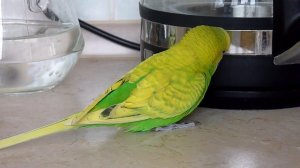 ЧТО ПОПУГАЙ ДЕЛАЕТ НА КУХНЕ//САМЫЙ ВЕСЕЛЫЙ РУЧНОЙ ВОЛНИСТЫЙ ПОПУГАЙ//зеленый попугайчик TV