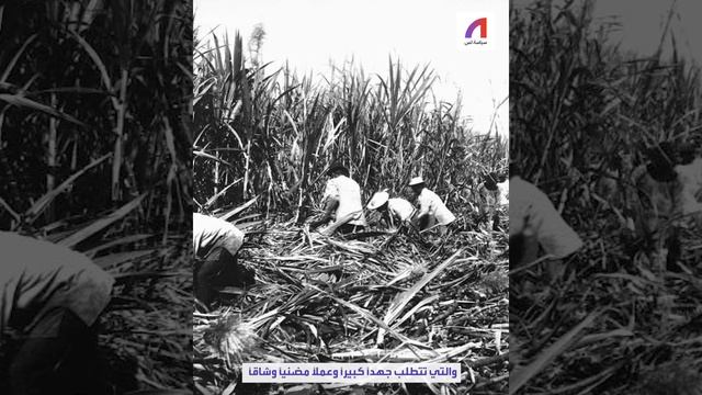 للسكر الأبيض تاريخ أسود..فما علاقة السكر بالعبودية؟ смотреть онлайн