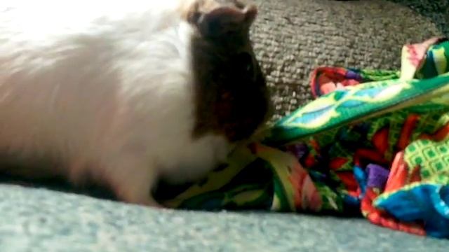 Моя Морская свинка,Глаша смотреть онлайн