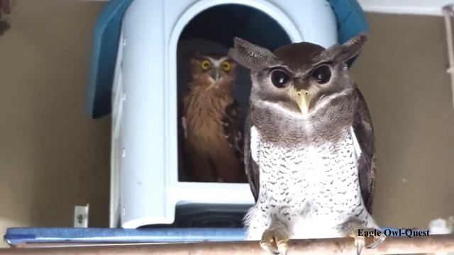 Eagle Owl and Fish Owl are friends フクロウ ワシミミズク сова сыч филин 雕鸮 猫头鹰 올빼미목 Burung Hantu