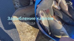 Зарыбление карпом прудов в КФХ Прудцы 04.04.25