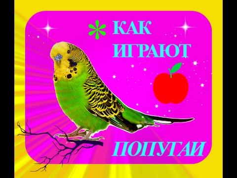 КАК ИГРАЮТ ПОПУГАИ//ПРИКОЛЫ//ВОЛНИСТЫЙ ПОПУГАЙ