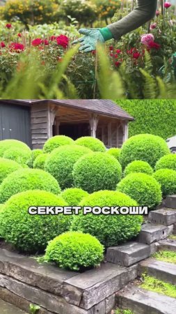 4 Секрета "Дорогого" Сада