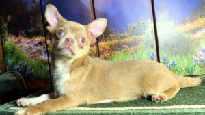 #огромная_ЛАЙКА_напала_на_ЧИХУАХУА 03.04.25  #ПОДРОЩЕННЫЙ_щенок_ПРИУЧЕН_к_УЛИЦЕ_продаю 89215950848