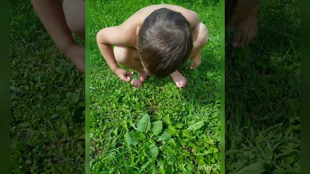 Изучаем лекарственные растения