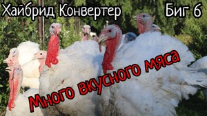 Что такое бройлерная индейка? Забойные веса.