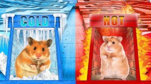ХОЛОДНЫЙ VS ГОРЯЧИЙ ЛАБИРИНТ | ПОБЕГ ХОМЯКА ИЗ ЛАБИРИНТА С ЛОВУШКАМИ