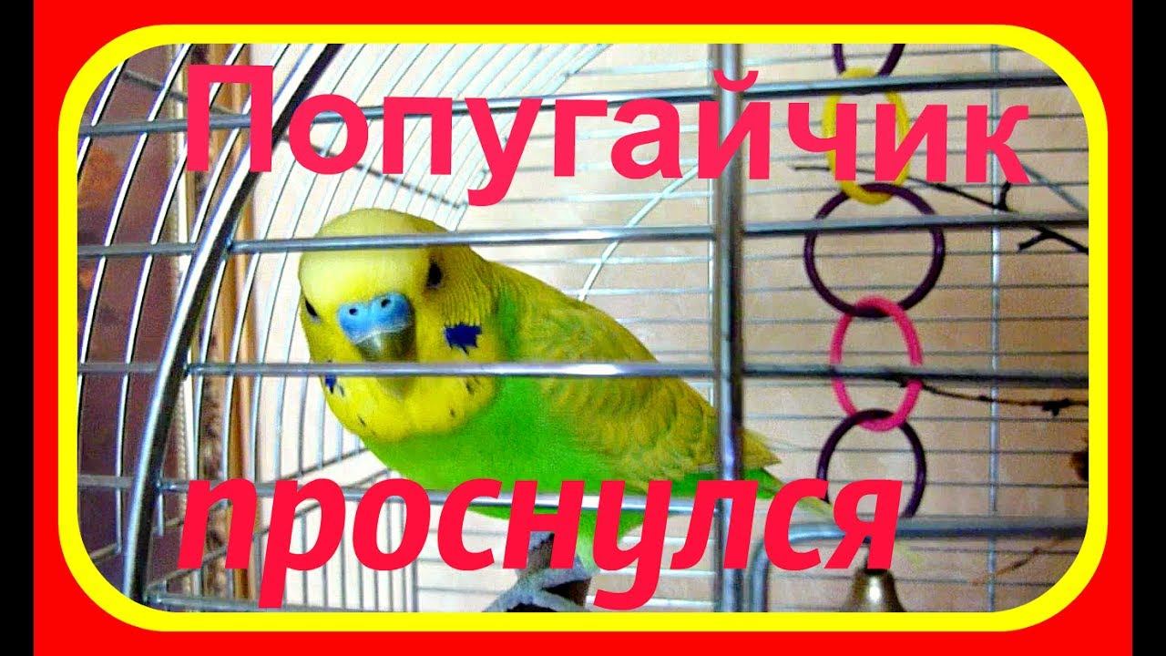 Попугайчик проснулся//Утро волнистого попугая//Ручной попугай