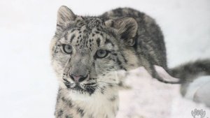 Зоопарк Лимпопо. Нижний Новгород.