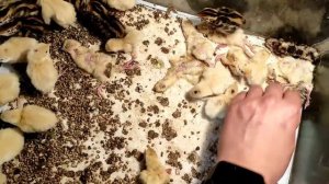 Печалька. Перепелята дохнут десятками. Sadness. The quails are dying by the dozens.