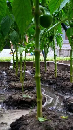 Формирование и уход за перцем после высадки в грунт🌶 #shorts #garden #советы