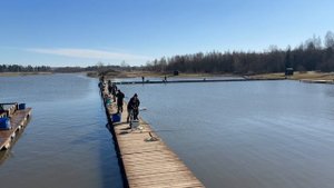 Запуск форели в акваторию 105 кг !!!