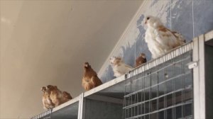 Голуби породы "Испанская Чоррера" из питомника Харлашина В.И.