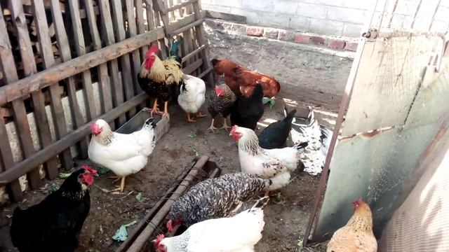 У Кур все в порядке) несем яйки ) смотреть онлайн