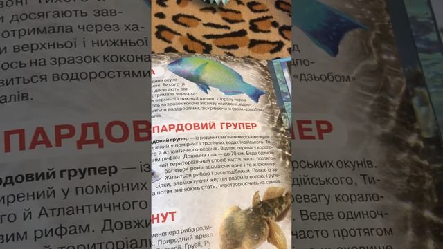 Риба леопардовий групер смотреть онлайн