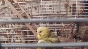 позывы к рвоте у волнистого попугая