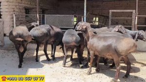 СИЗ БУНИ БИЛАРМИДИНГИЗ СУРХОНДАРЁ ЗОТЛИ КУ́ЧКОРЛАРИ