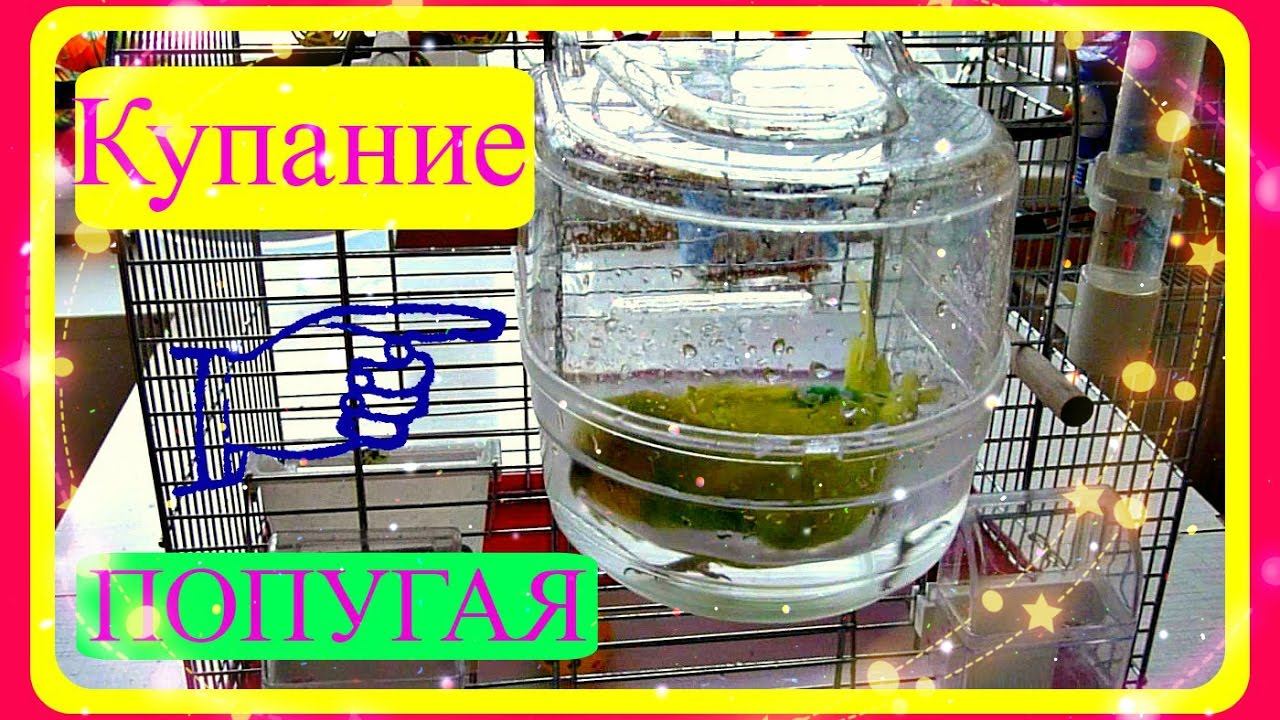 КУПАНИЕ ПОПУГАЯ//УХОД ЗА ПОПУГАЕМ//КУПАЛКА ДЛЯ ПОПУГАЯ//зеленый попугайчик TV