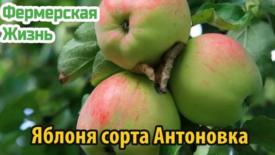 Яблоня сорта Антоновка виды, особенности выращивания, урожайность и зимостойкость