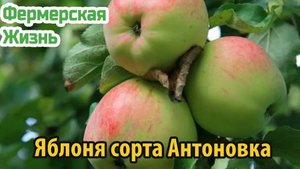 Яблоня сорта Антоновка виды, особенности выращивания, урожайность и зимостойкость