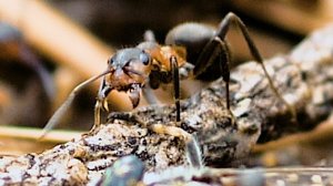 Муравьи / Ants