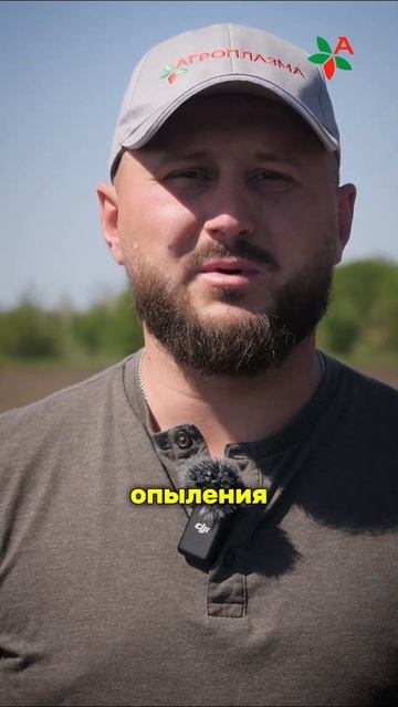 АГРОПЛАЗМА / СЕЛЕКЦИЯ СОРГО / ПОСЕВ / СЕЛЕКЦИОННАЯ СТАНЦИЯ #АПК #селекция #сорго #наука
