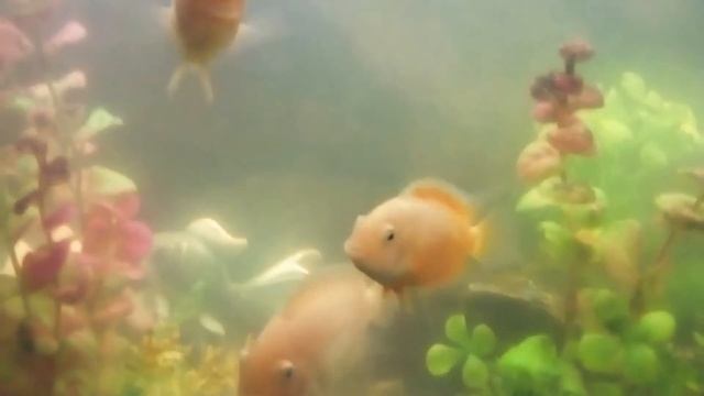 Золотые рыбы в Спасскцемент смотреть онлайн