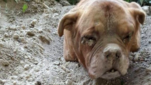 Мужчина чуть не сошел с ума, когда увидел, что сделали с этой собакой! смотреть онлайн