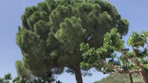 Эволюция птиц. Angry birds! DANGEROUS!!!